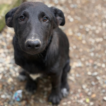Adopter Kio