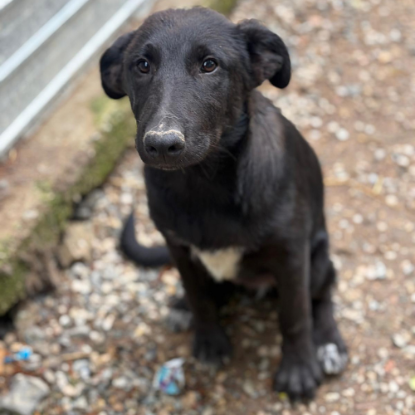 Adoption Kio