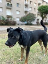 Adopter Scooby