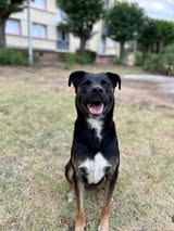 Adopter Scooby