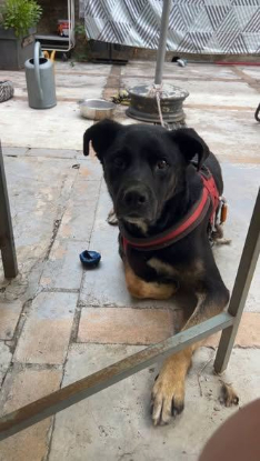 Adoption Scooby
