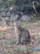 Adopter Babouche et babette