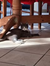 Adopter Babouche et babette
