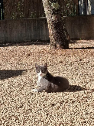Adopter Babouche et babette