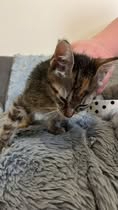 Adopter Becca