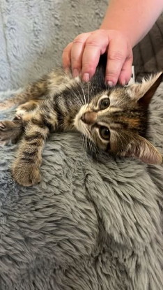Adopter Becca