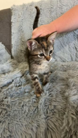 Adopter  chat : Becca