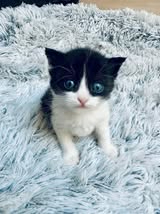Adopter Doug