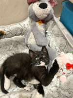 Adopter  chat : Orion