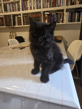 Adopter Bonaparte