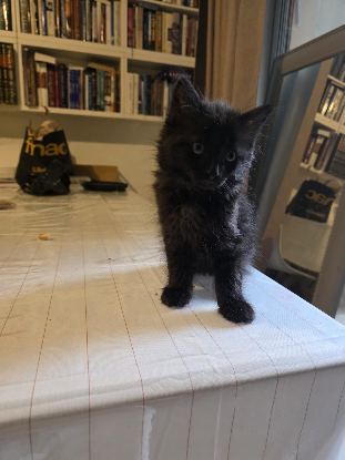 Adopter Bonaparte