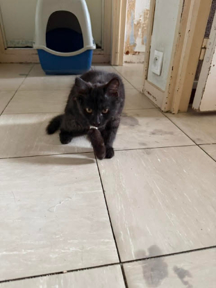 Adoption Bonaparte