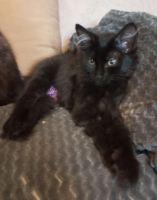Adopter  chat : Bagherra