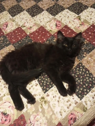 Adopter Bagherra