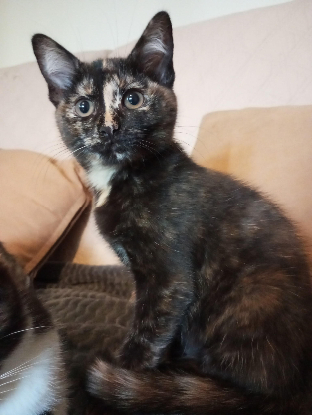 Adopter Baya