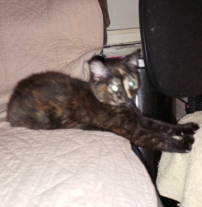 Adopter Baya