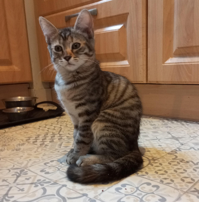 Adopter Bella
