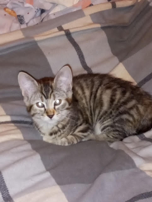 Adopter Bella