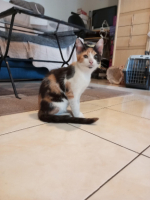 Adopter  chat : Bonnie