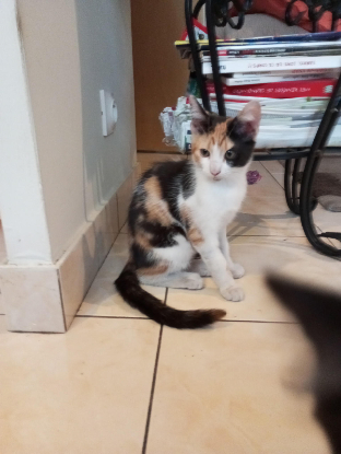 Adopter Bonnie