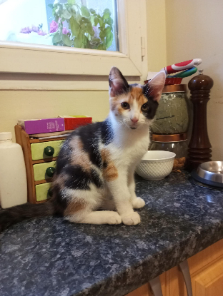 Adopter Bonnie