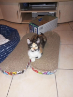 Adopter  chat : Briseis