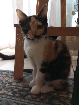 Adopter Briseis
