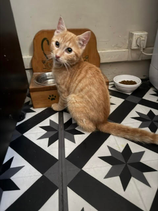 Adopter Brooklyn
