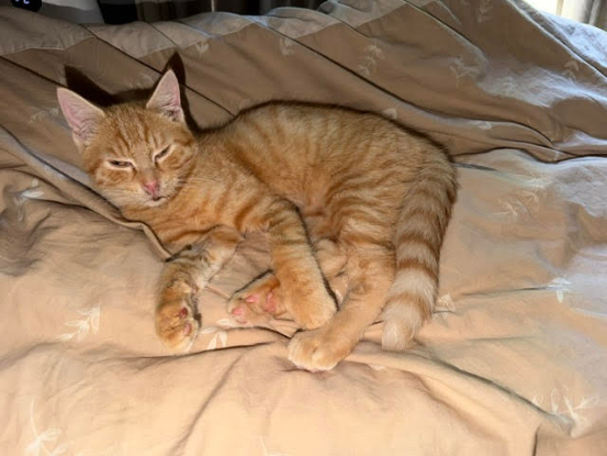 Adopter Brooklyn