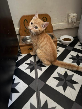 Adoption Brooklyn