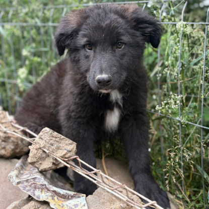 Adopter Olaf