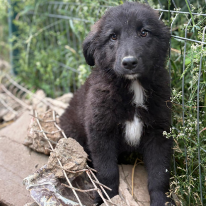 Adopter Olaf