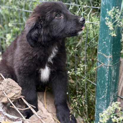 Adopter Olaf