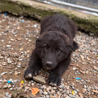 Adoption Olaf