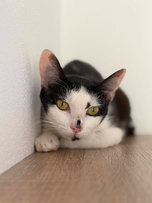 Adopter Bonheur de bounty
