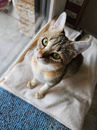Adopter Arya