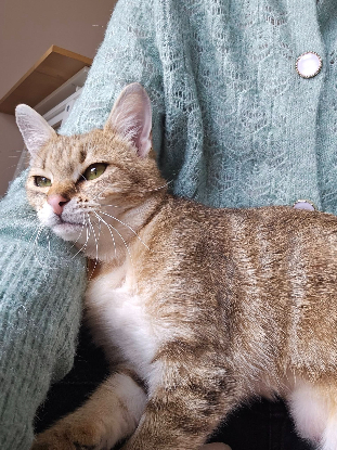 Adopter Arya