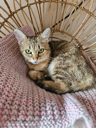 Adopter Arya