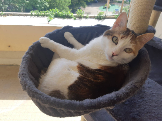 Adopter Pila