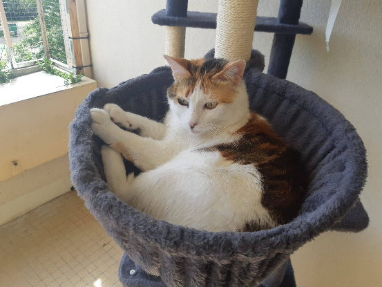Adopter Pila