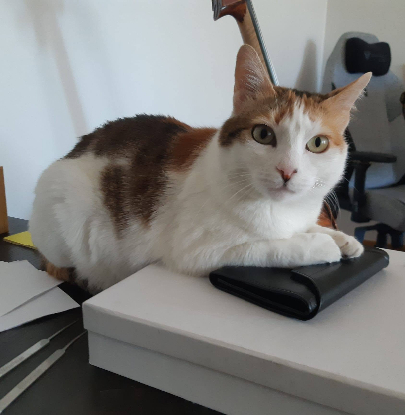 Adopter Pila