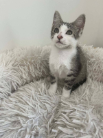 Adopter  chat : Berline