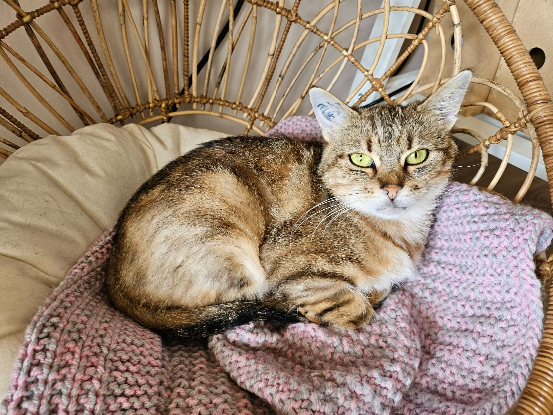 Adopter Edith