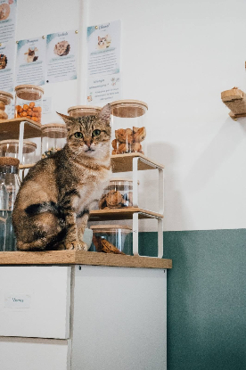 Adopter Edith