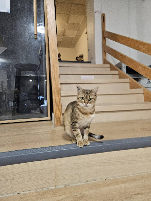 Adopter Edith