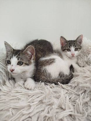 Adopter Bijou
