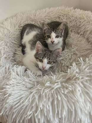 Adopter Bijou