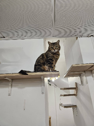 Adopter Noumé
