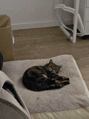 Adopter Noumé