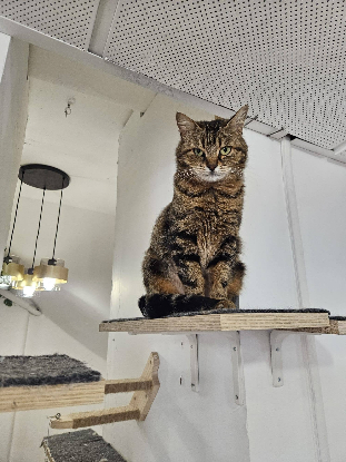 Adopter Noumé